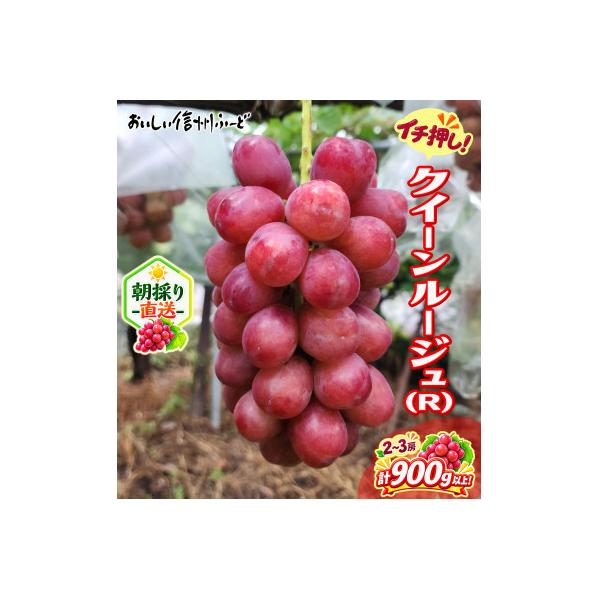 新鮮朝採り 長野県産 クイーンルージュ(R) 2～3房 計900g以上! 2026年9月中旬発送予定