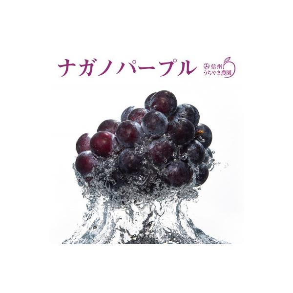 ナガノパープル 約1kg(2～4房)《信州うちやま農園》