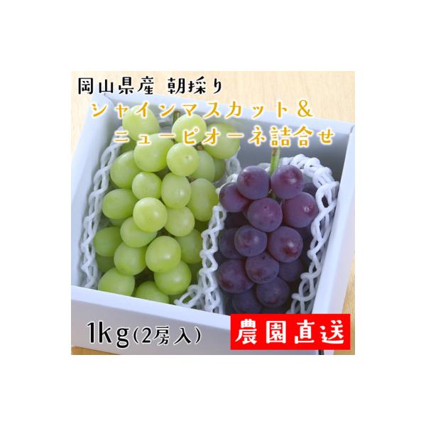 朝採りシャインマスカット&ニューピオーネ　計1kg