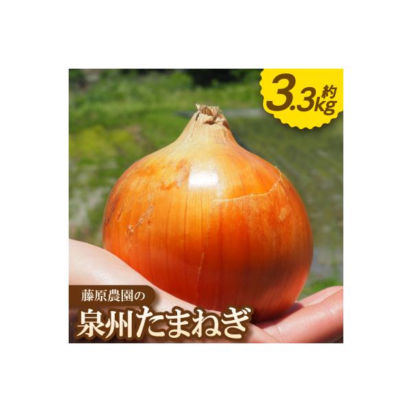 《約3.3kg》藤原農園の泉州たまねぎ　なにわの伝統野菜　サイズ混合