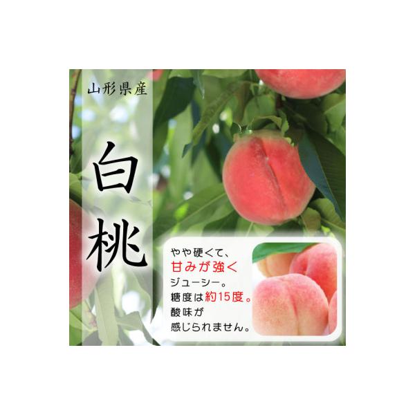 令和8年産先行受付　山形県中山町産 白桃3kg 品種おまかせ  軟らかくなる桃