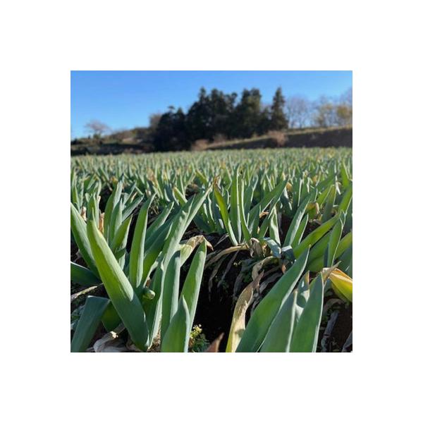 ■お礼品詳細　・配送種別：通常　・提供元：竹内農園工房■お申し込み・配送・その他　・発送時期：2025-12-01〜2026-01-30(お届け時間帯指定可)　・申込受付期間：2025-08-01〜2025-12-31　・配達外のエリア：離...