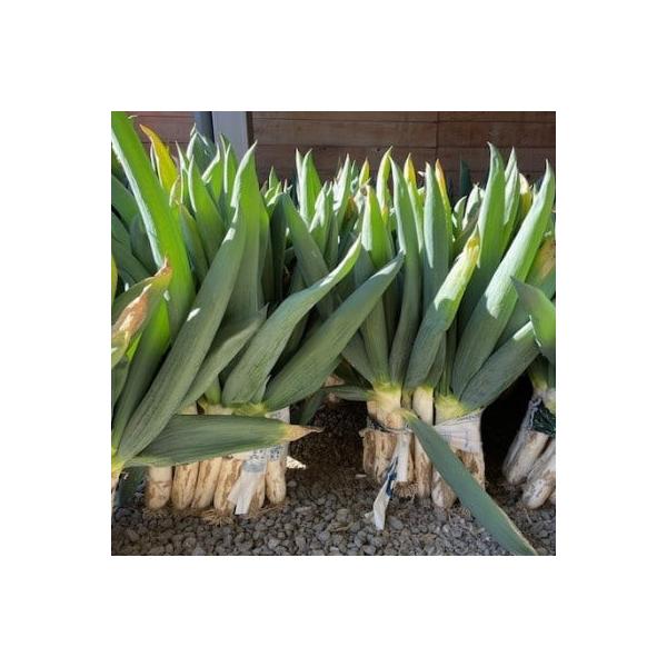 ■お礼品詳細　・配送種別：通常　・提供元：竹内農園工房■お申し込み・配送・その他　・発送時期：2025-12-01〜2026-01-30(お届け時間帯指定可)　・申込受付期間：2025-12-01〜2025-12-31　・配達外のエリア：離...