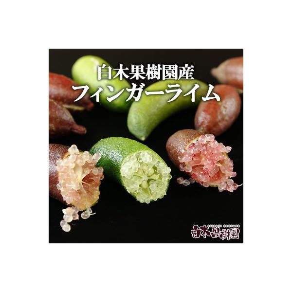 ふるさと納税 土佐市 《白木果樹園産》 フィンガーライム おまかせ