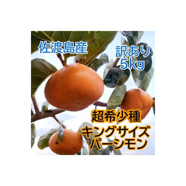 佐渡島の希少柿　幻のキングサイズパーシモン　訳あり品　5kg