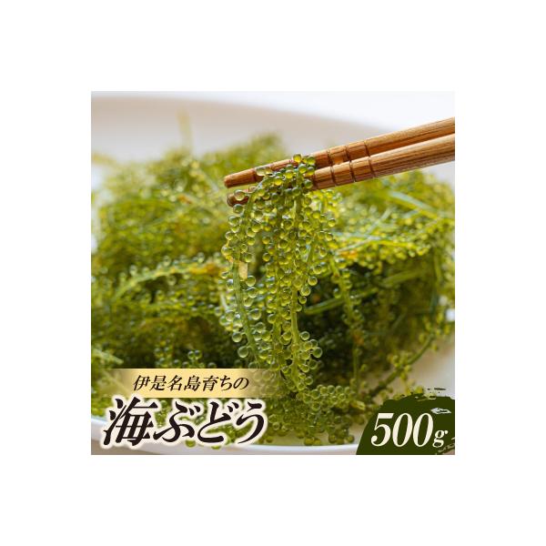 伊是名島育ちの海のグリーンキャビア 海ぶどう 500g