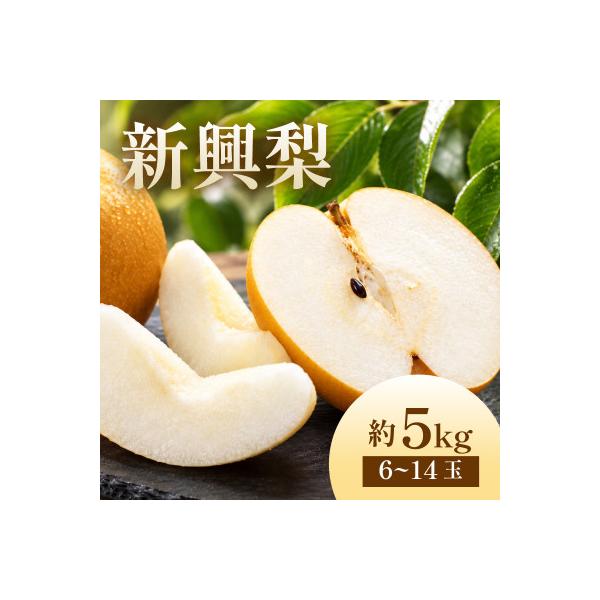 【先行予約・期間限定】2026年産 旬の新興梨 約5kg(6玉～14玉) 産地直送 果物 フルーツ
