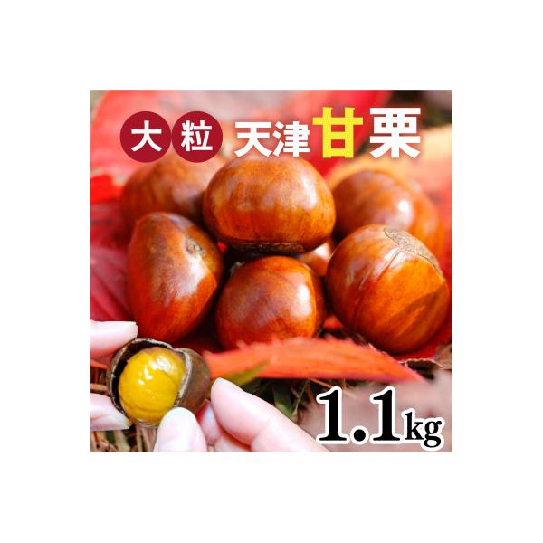 天津甘栗 1.1kg
