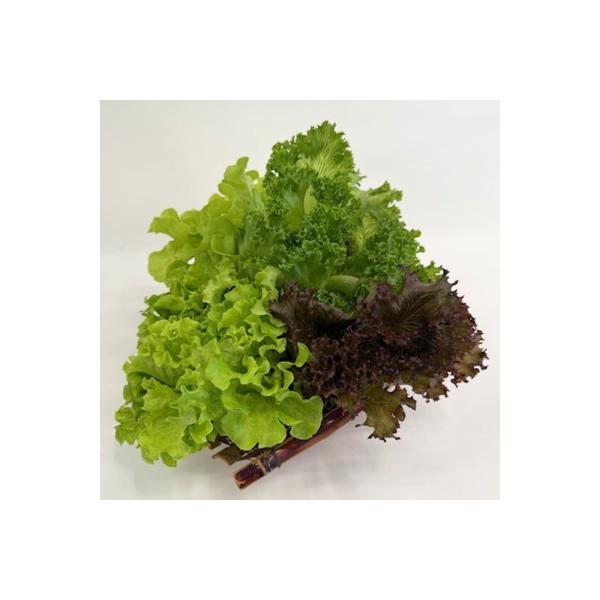 ■お礼品詳細　・配送種別：冷蔵便　・提供元：みらいファーム■お申し込み・配送・その他　・発送時期：2026-01-18より順次発送 ※生産・天候・交通等の事情により遅れる場合があります。(お届け時間帯指定可)　・申込受付期間：通年　・配達外...