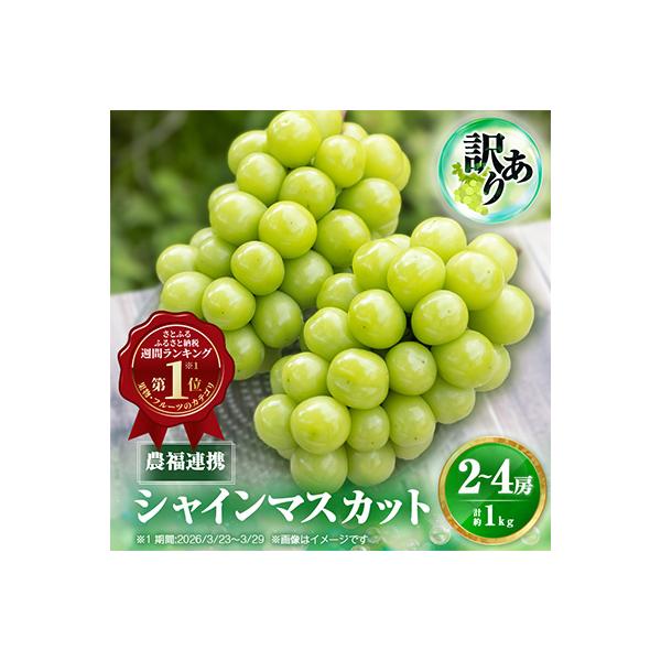 2026年発送【見た目は訳あり?味は満足!】農福連携シャインマスカット計1kg【ご家庭用】