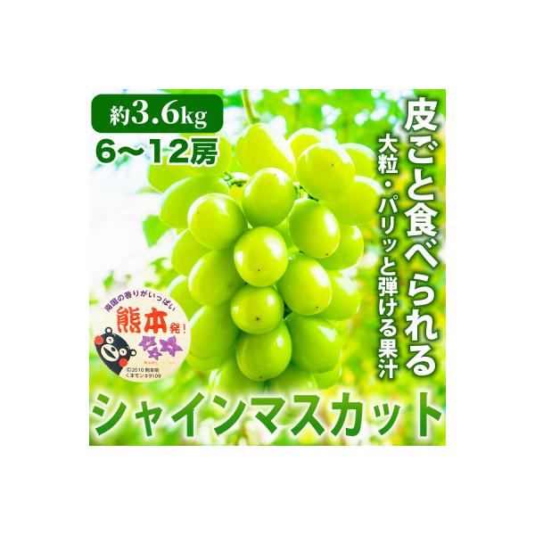 熊本市 熊本産 甘みが強く香り高いぶどう! シャインマスカット 約3.6kg 6〜12房(熊本市)