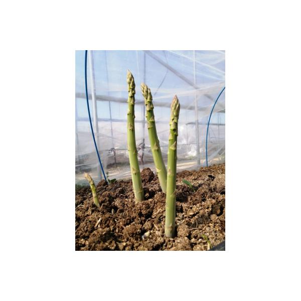 ■お礼品詳細　・配送種別：冷蔵便　・提供元：信州須坂　峯村農園■お申し込み・配送・その他　・発送時期：2026/04/01〜2026/07/31(お届け時間帯指定可)　・申込受付期間：2025-12-01〜2026-06-30　・配達外のエ...