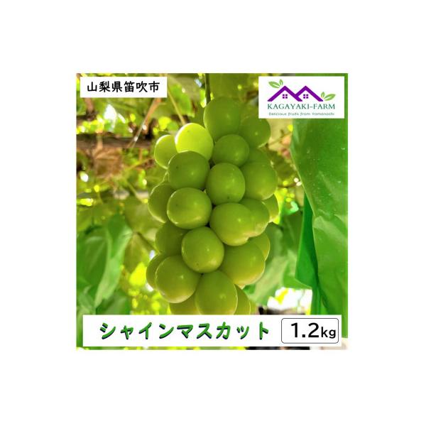 ■お礼品詳細　・配送種別：冷蔵便　・提供元：かがやき農園■お申し込み・配送・その他　・発送時期：2026-09-01〜2026-09-30(お届け時間帯指定可)　・申込受付期間：〜2026-08-31　・配達外のエリア：離島、沖縄県　・寄付...