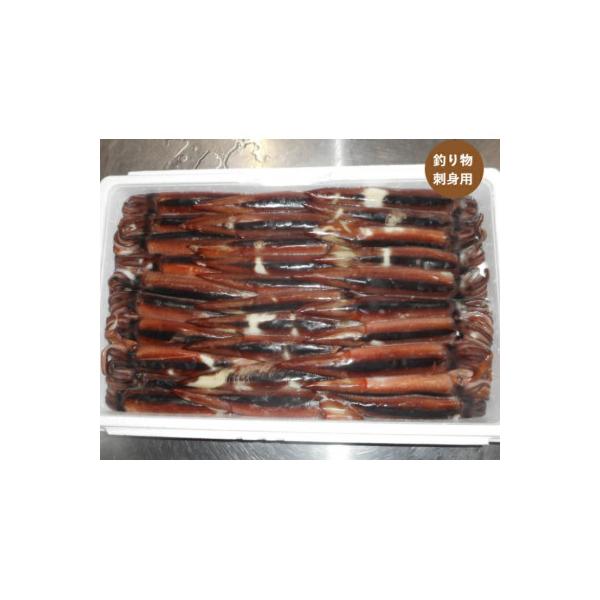 スルメイカ　30尾　約4.5kg