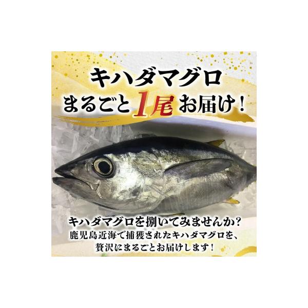 鹿児島近海キハダマグロ1尾 008-57