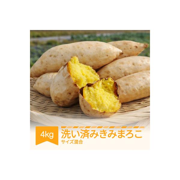 ふるさと納税 村山市 きみまろこ 4kg (洗い)