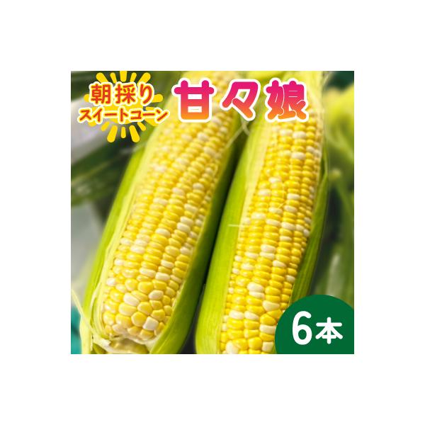 【2026年6月～7月順次発送】とうもろこし 6本 甘々娘(A品) 朝採り スイートコーン