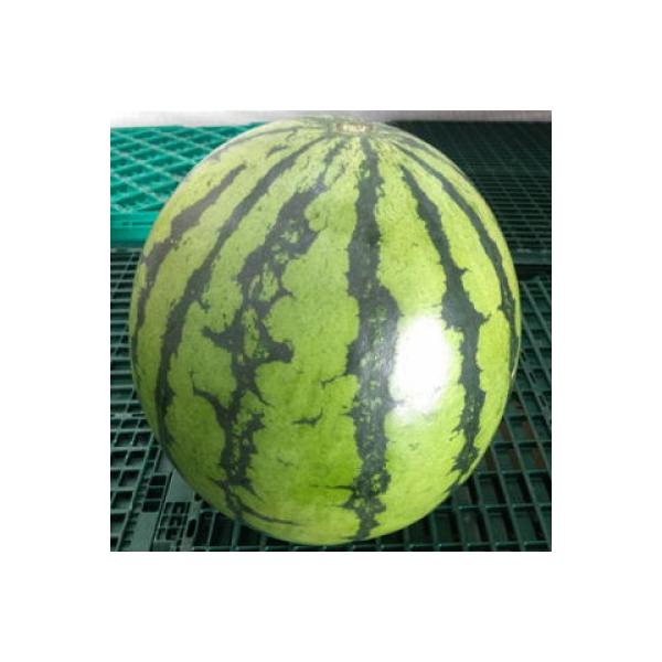 【2026年5月上旬～7月下旬順次発送予定】大玉西瓜(1玉入り)約8kg(熊本市)