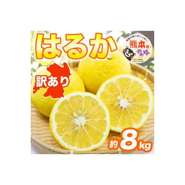 益城町産 みかん 約8kg