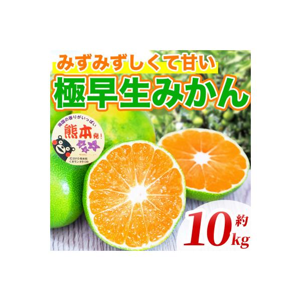 玉名市産 みかん 約10kg