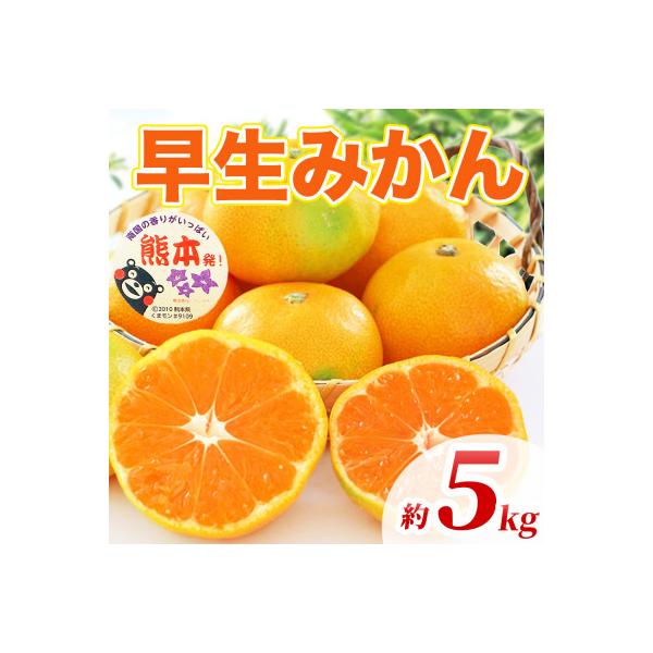 玉名市産 みかん 約5kg