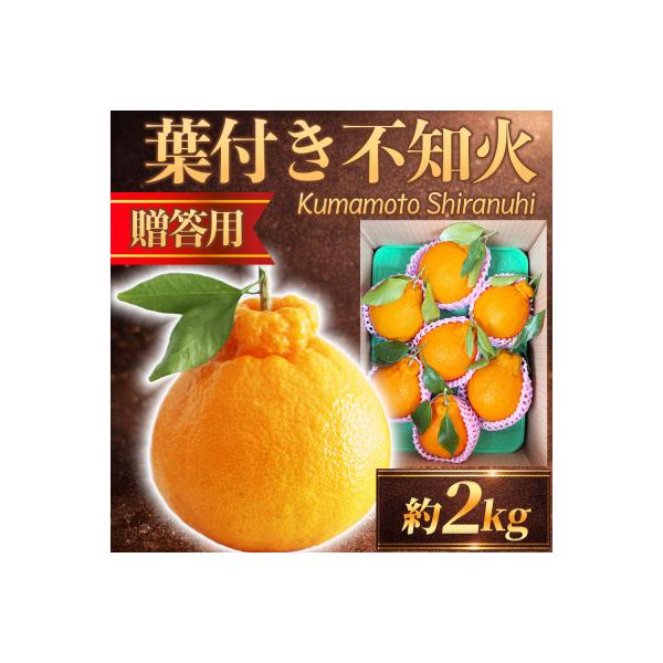 玉名市産 不知火・デコポン 約2kg