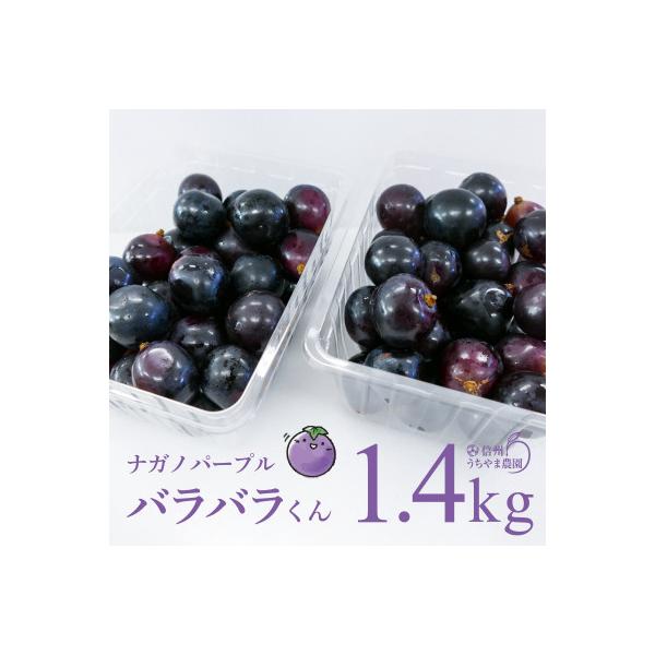 (訳あり)信州うちやま農園のナガノパープル(バラバラ君)　1.4kg　●2026年発送●