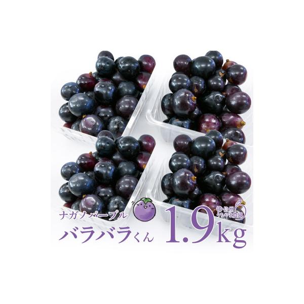(訳あり)信州うちやま農園のナガノパープル(バラバラ君)　1.9kg　●2026年発送●