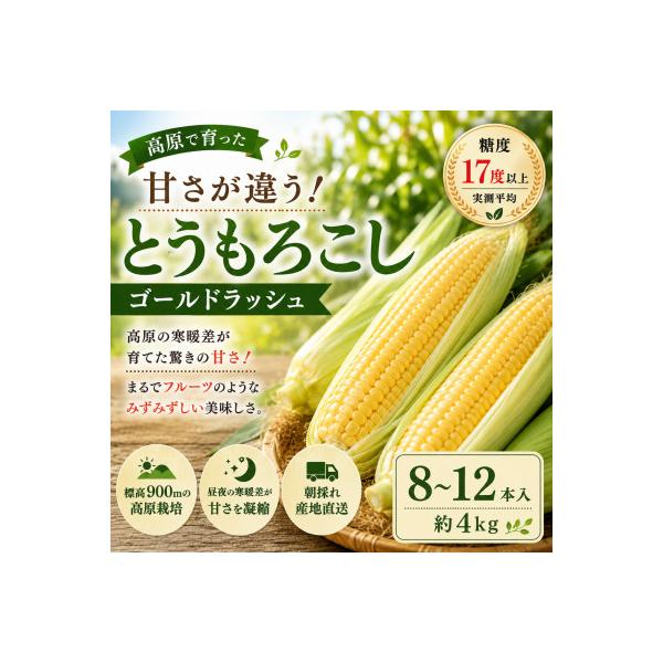 朝採り出荷　長野県茅野市産　とうもろこし　計約4kg