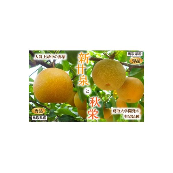 新甘泉・秋栄セット 秀品 2.5kg箱【スクスク農場】