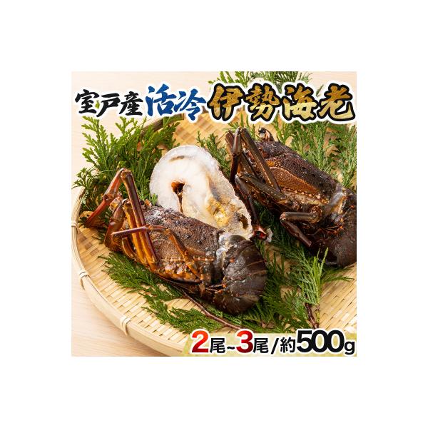 室戸市 ふるさと納税 室戸産活冷伊勢海老【2〜3尾】 - www.ontluikers.nl/index.php? 室戸市 ふるさと納税 室戸産活冷伊勢海老【2〜3尾】 - www.ontluikers.nl/index.php?