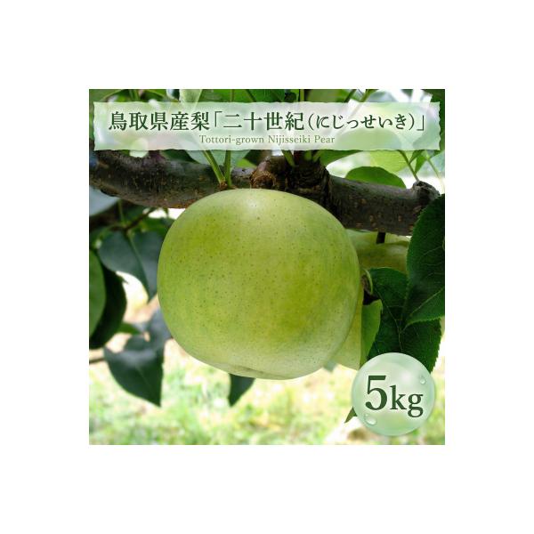 鳥取県産梨「二十世紀(にじゅっせいき)」　5kg