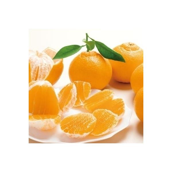 四万十市 ふるさと納税 高知よさこいみかん園のフルーツ定期便 Pdcare In