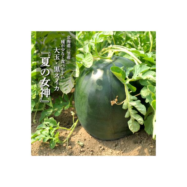 ■お礼品詳細　・賞味・消費・使用期限：発送から1週間程度　・原産地：-　・保存方法：密閉状態・直射日光・高温・多湿を避け、常温で保存ください。　・配送方法：常温　・提供事業者：富田広之農園　・提供元：三笠市■お申し込み・配送・その他　・発送...