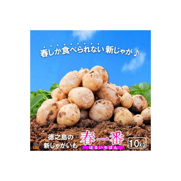 【今が旬!】～春の訪れを告げる～徳之島プレミアムブランド”春一番じゃがいも”(10kg)