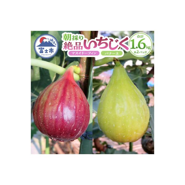 朝採り逸品いちじく(マスイドーフィン2パック&バナーネ2パック)[sf001-065]