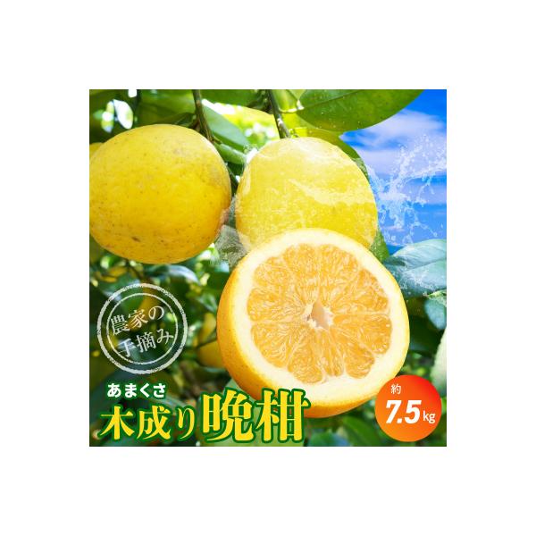 農家の手摘みあまくさ木成り晩柑 約7.5kg 先行受付_S040-023A