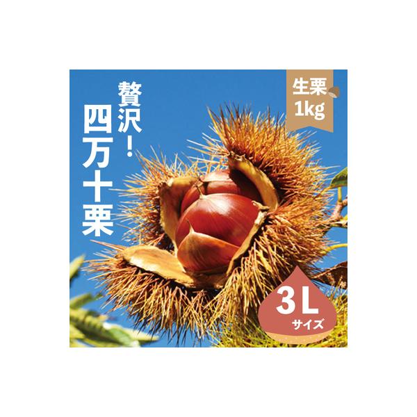新栗!贅沢四万十栗(3Lサイズ/生栗)約1kg