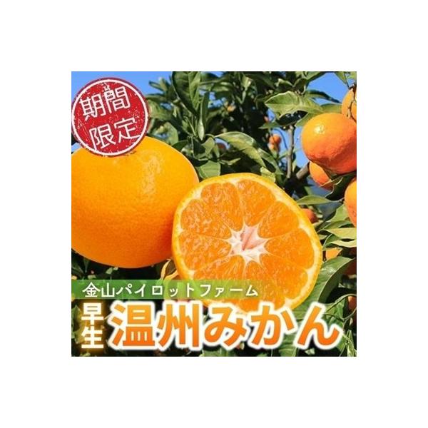 【2026年11月ごろから順次発送予定】金山パイロットファームの【温州みかん5kg(早生)】