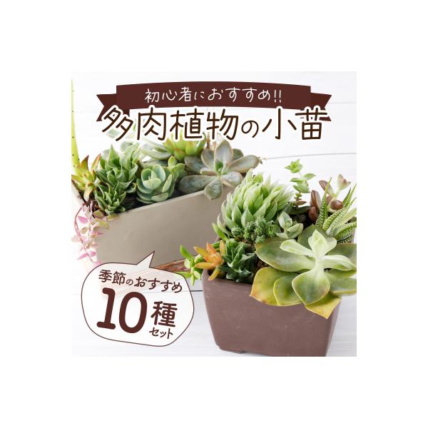 【初心者におすすめ】多肉植物の小苗10本セット(10種類アソート)