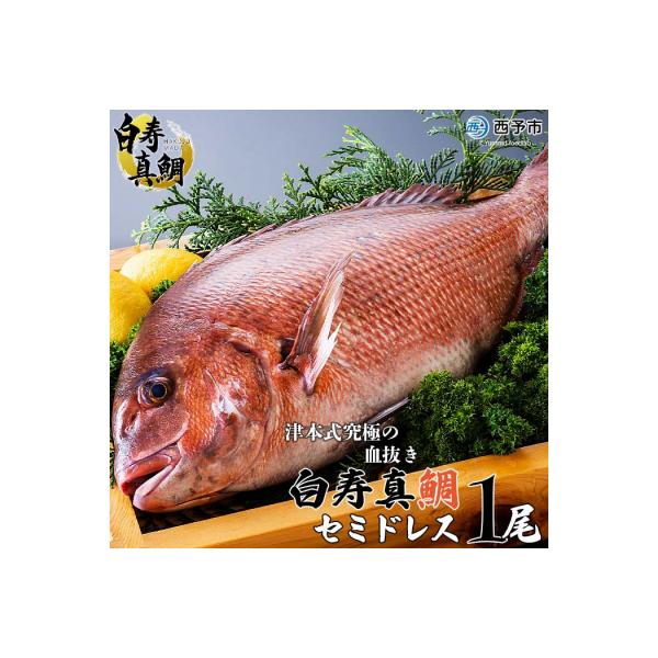 <津本式の血抜き×白寿真鯛 セミドレス 1尾(約1.5kg)>　尾頭付き　ギフト　愛媛　三瓶　お祝い