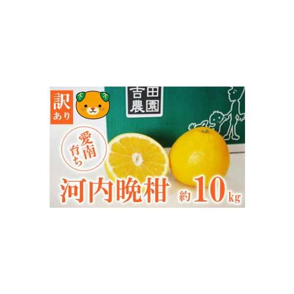 【高評価★4.8】 数量限定 先行受付 訳あり 河内晩柑 10kg みかん 吉田農園 愛南町 愛媛県