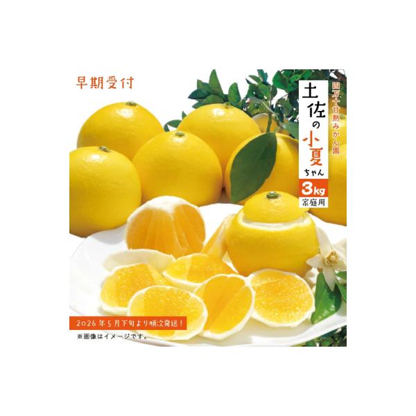 【早期受付・数量限定】甘味が強く酸味が少なめ【土佐の小夏ちゃん3kg家庭用】配送2026年5月下旬～