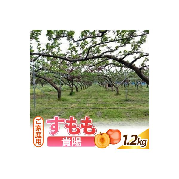 すもも(貴陽)1.2kg　ご家庭用　0012-2604