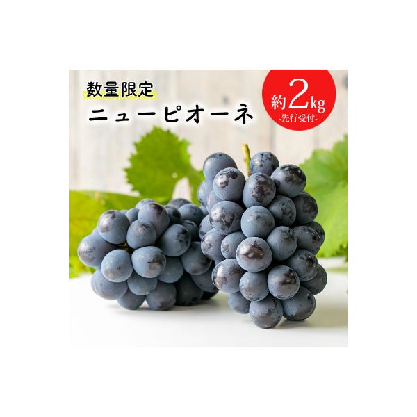 【数量限定】久保ぶどう園の高原町産ニューピオーネ(約2kg)[宮崎県産 3～4房 湧水]　TF273