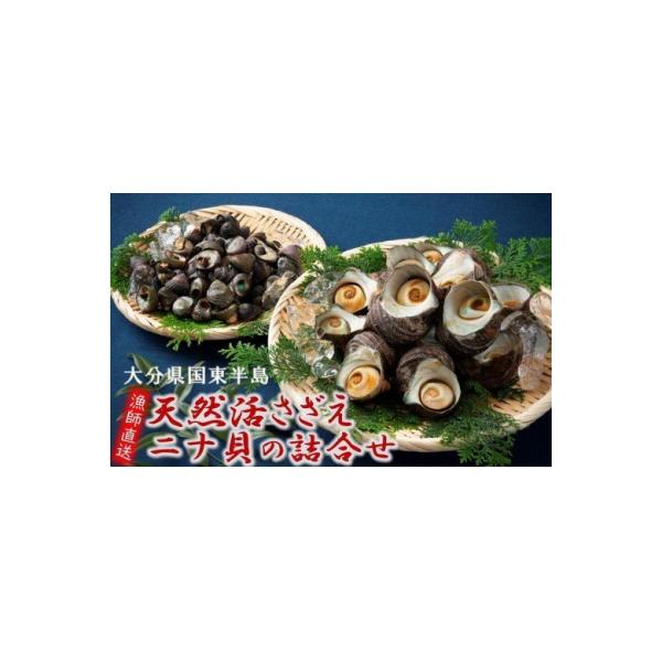 安いニナ貝の通販商品を比較 ショッピング情報のオークファン