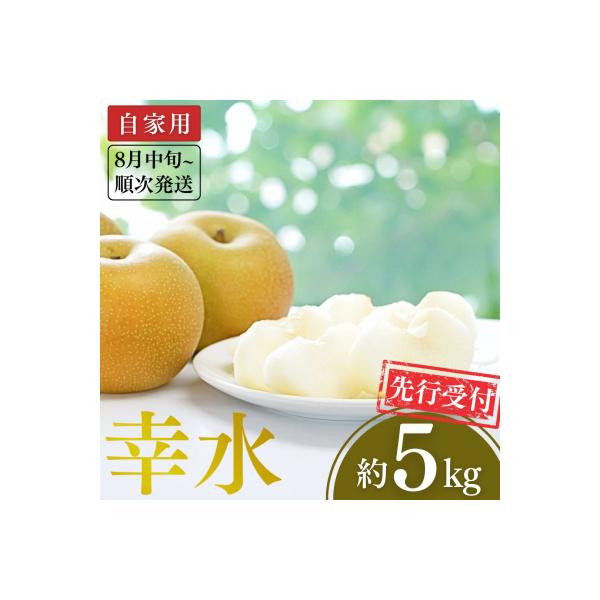 先行受付 和梨 幸水 自家用 約5kg 新潟県 三条市産 梨 [小林農園]【010P078】