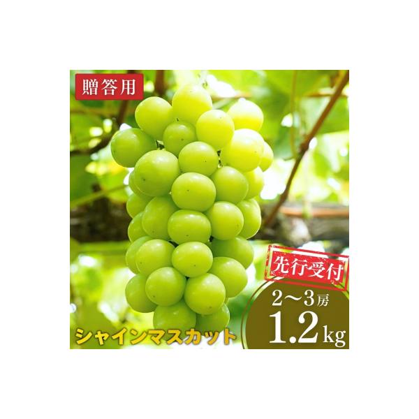 先行受付 シャインマスカット 1.2kg 果物 新潟県 三条市産 [小林農園]【013P027】