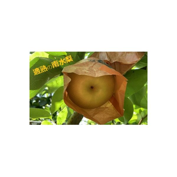 【令和8年10月上旬～順次発送】山の中の小さな果樹園『適熟の南水梨』 5kg(8～16玉)