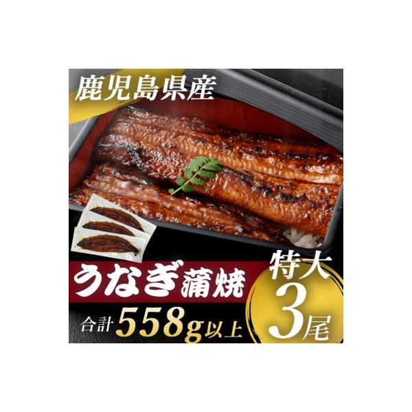 【数量限定!】鹿児島県産 特大サイズうなぎ蒲焼3尾 合計558g以上 BSR-325